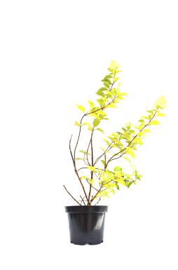 Гортензия метельчатая Литл Лайм (Little Lime)