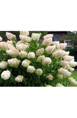 Гортензия метельчатая Грандифлора (Grandiflora)