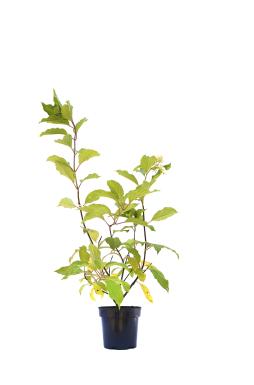 Гортензия метельчатая Грандифлора (Grandiflora)