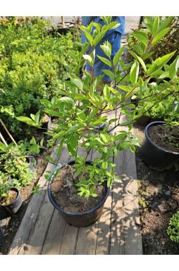 Гортензия метельчатая Грандифлора (Grandiflora)