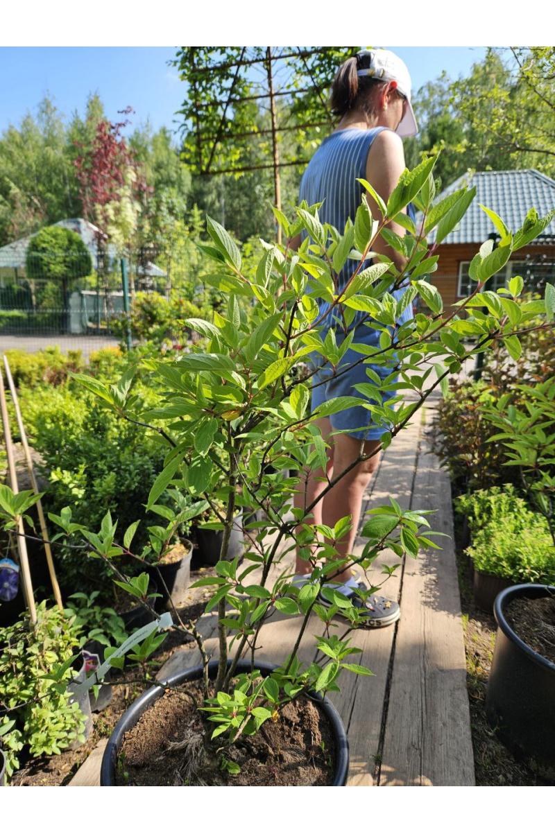 Гортензия метельчатая Грандифлора (Grandiflora)