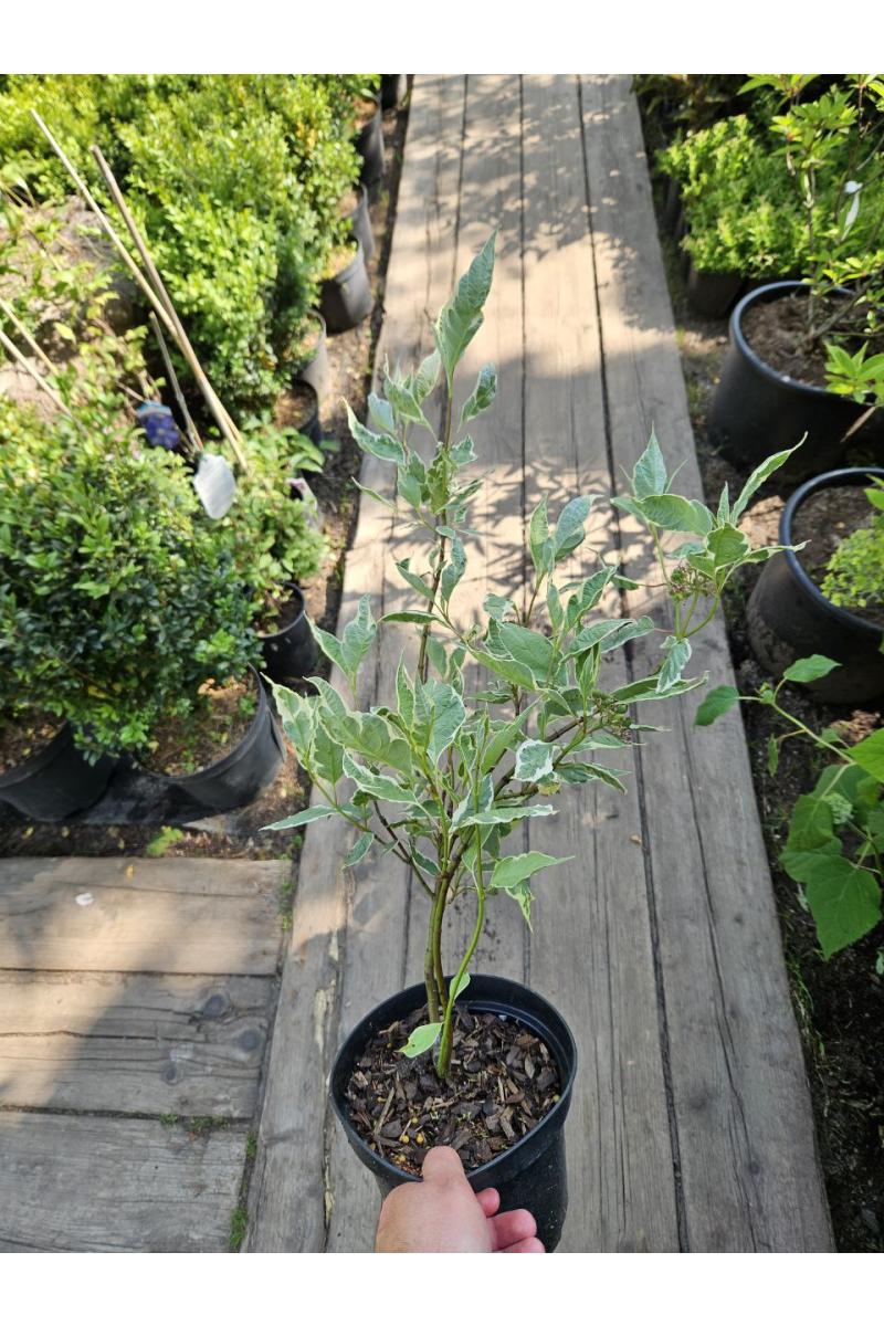 Дерен белый Айвори Хало (Ivory Halo)