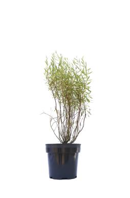Ива пурпурная (Purpurea)