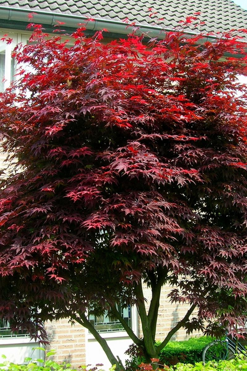 Клен дланелистный Атропурпуреум (Atropurpureum)