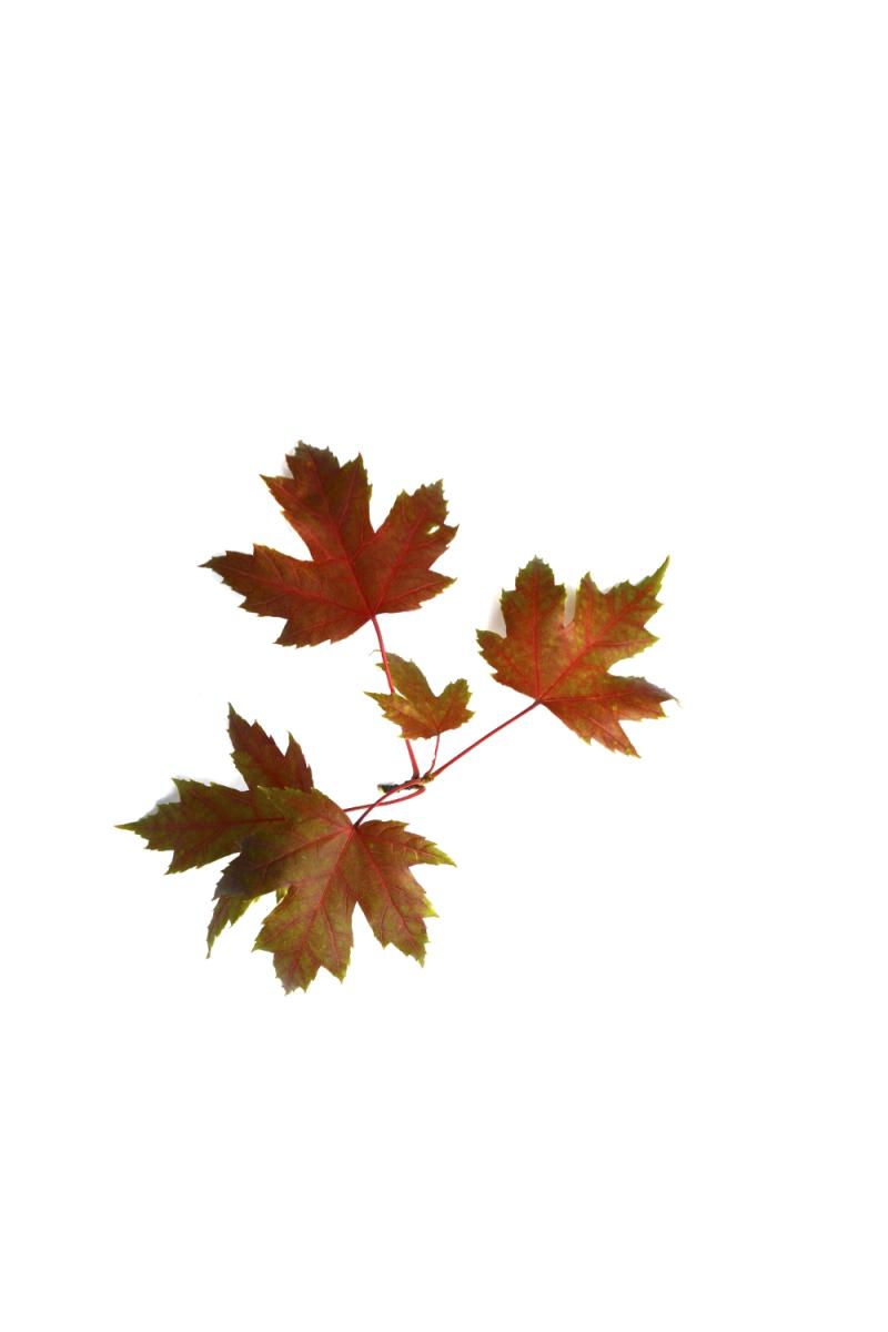 Клен красный Рубрум (Rubrum) Клен красный Рубрум (Rubrum)