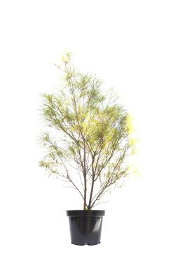 Крушина ломкая Аспленифолия (Asplenifolia)