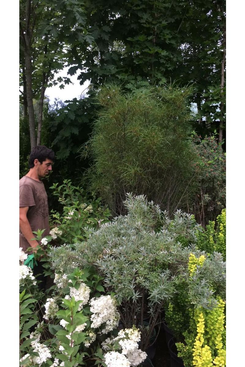 Крушина ломкая Аспленифолия (Asplenifolia)