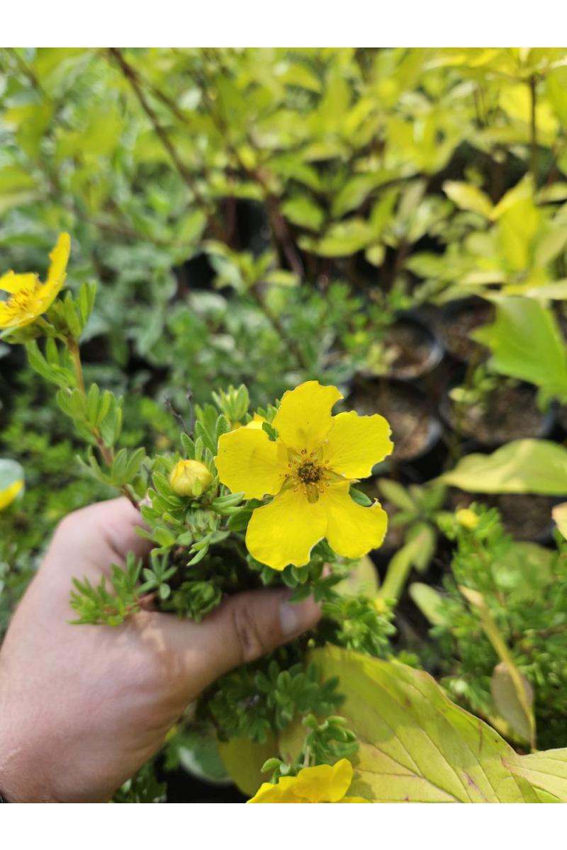 Лапчатка Кустарниковая Голдстар (Goldstar)