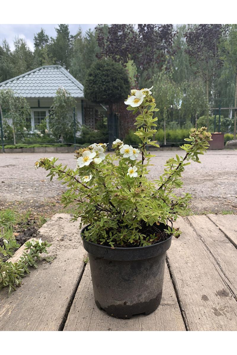 Лапчатка Кустарниковая Тилфорд Крим (Tilford Cream)