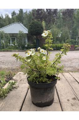 Лапчатка Кустарниковая Тилфорд Крим (Tilford Cream)