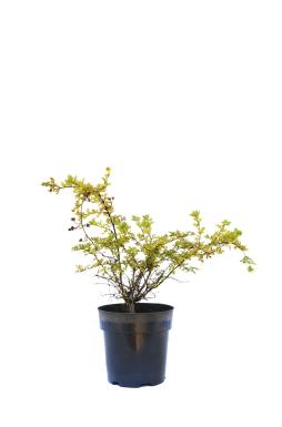 Лапчатка Кустарниковая Тилфорд Крим (Tilford Cream)