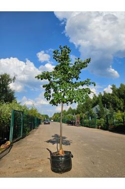 Липа мелколистная Гринспаер (Greenspire)