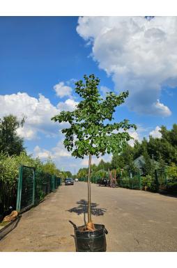Липа мелколистная Гринспаер (Greenspire)