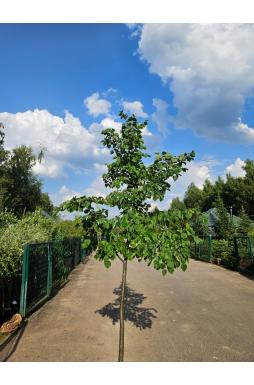 Липа мелколистная Гринспаер (Greenspire)