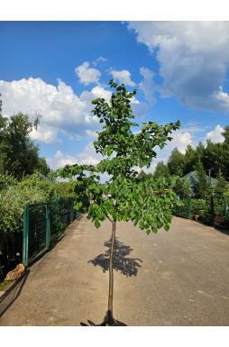 Липа мелколистная Гринспаер (Greenspire)