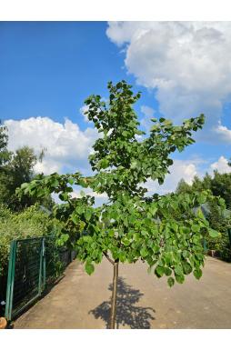 Липа мелколистная Гринспаер (Greenspire)