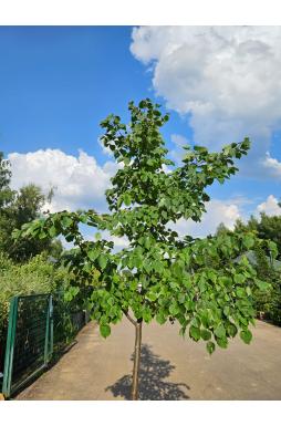 Липа мелколистная Гринспаер (Greenspire)