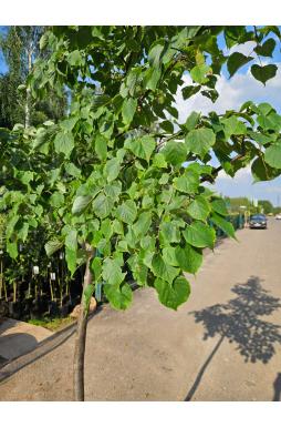 Липа мелколистная Гринспаер (Greenspire)