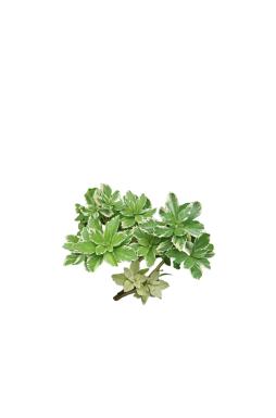 Пахизандра верхушечная Вариегата (Variegata)