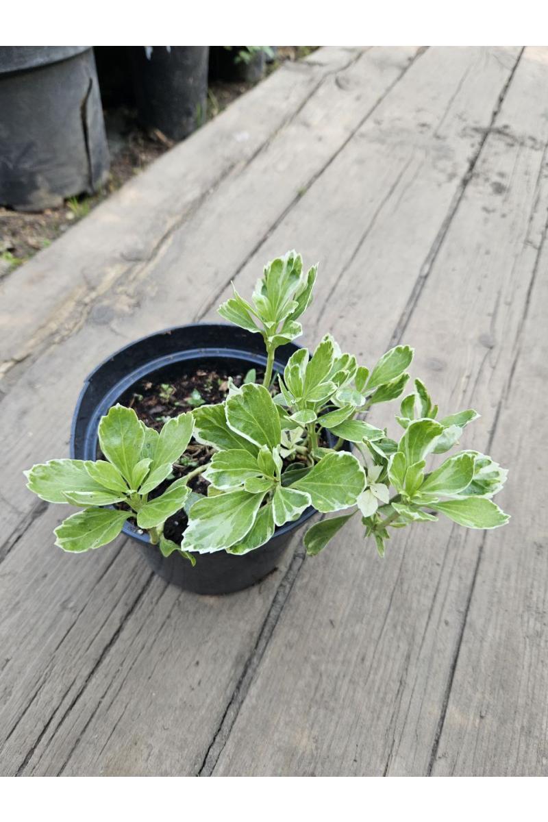Пахизандра верхушечная Вариегата (Variegata)