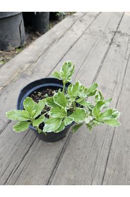 Пахизандра верхушечная Вариегата (Variegata)
