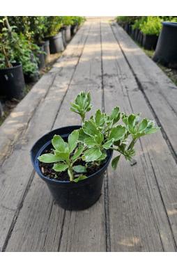 Пахизандра верхушечная Вариегата (Variegata)