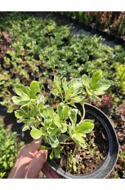 Пахизандра верхушечная Вариегата (Variegata)