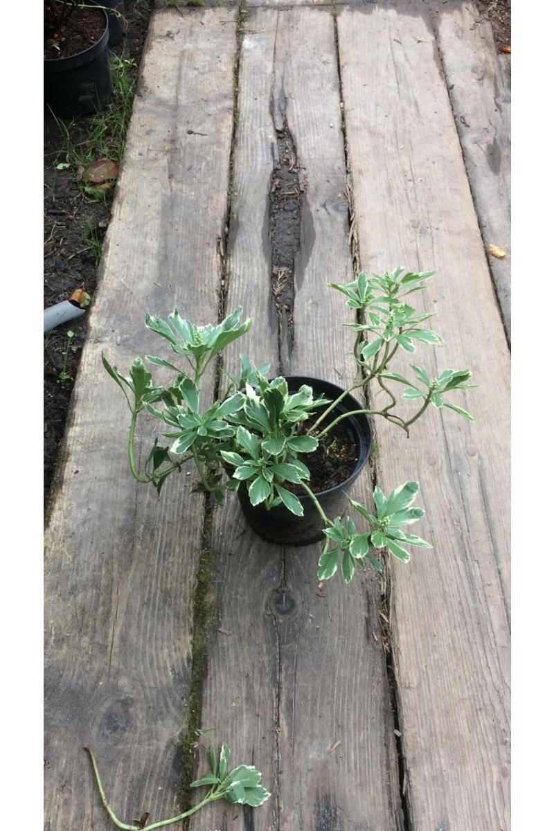 Пахизандра верхушечная Вариегата (Variegata)