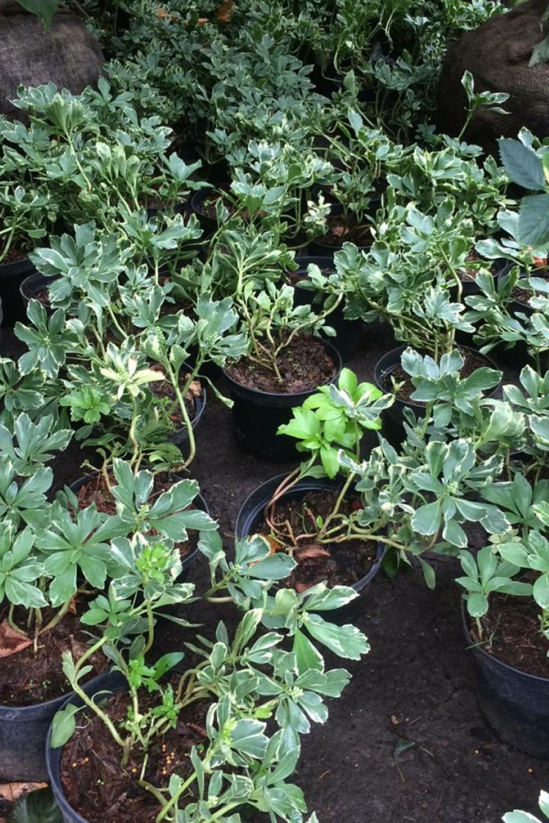 Пахизандра верхушечная Вариегата (Variegata)