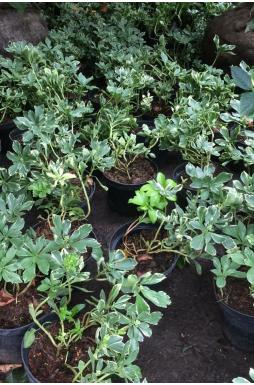Пахизандра верхушечная Вариегата (Variegata)