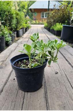 Пахизандра верхушечная Вариегата (Variegata)
