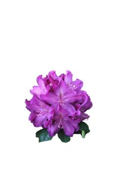 Рододендрон Болеслав Храбрый (Boleslaw Chrobry)