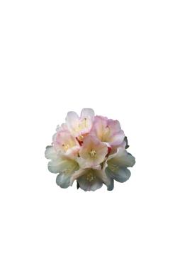 Рододендрон якушманский Голден Торч (Golden Torch)