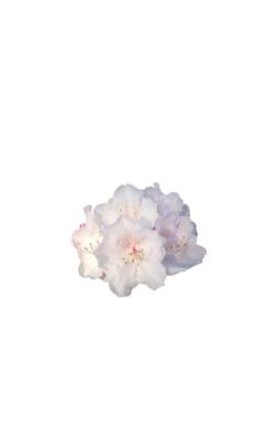 Рододендрон якушманский Шнеекроне (Schneekrone)