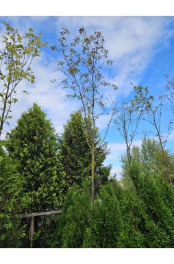 Рябина обыкновенная Эдулис (Edulis)