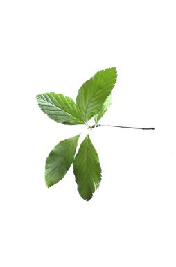 Рябина обыкновенная Эдулис (Edulis)
