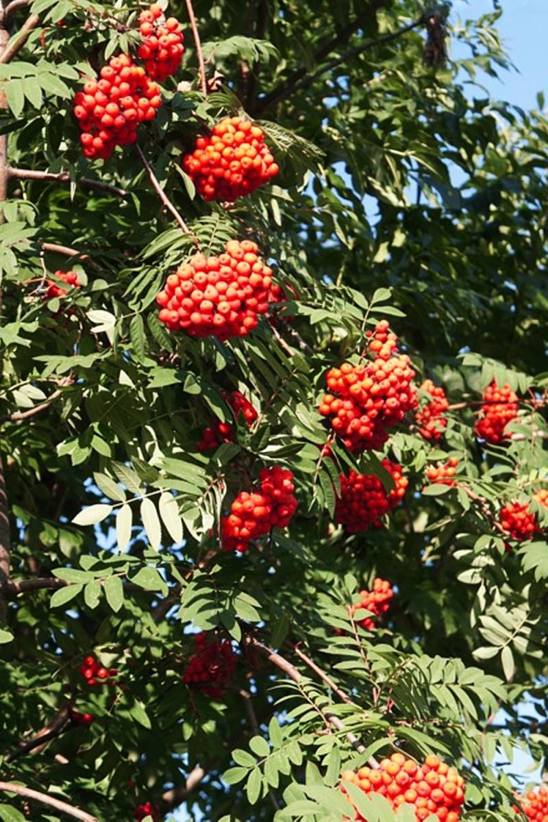 Рябина обыкновенная Эдулис (Edulis)