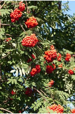 Рябина обыкновенная Эдулис (Edulis)
