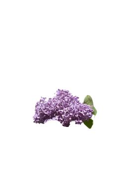 Сирень обыкновенная Аукубафолия (Aucubaefolia)
