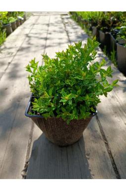 Спирея японская Джапаниз Дворф (Japanese Dwarf)