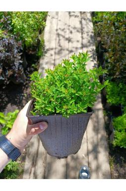Спирея японская Джапаниз Дворф (Japanese Dwarf)