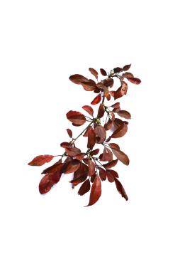Яблоня Кокцинелла (Coccinella)