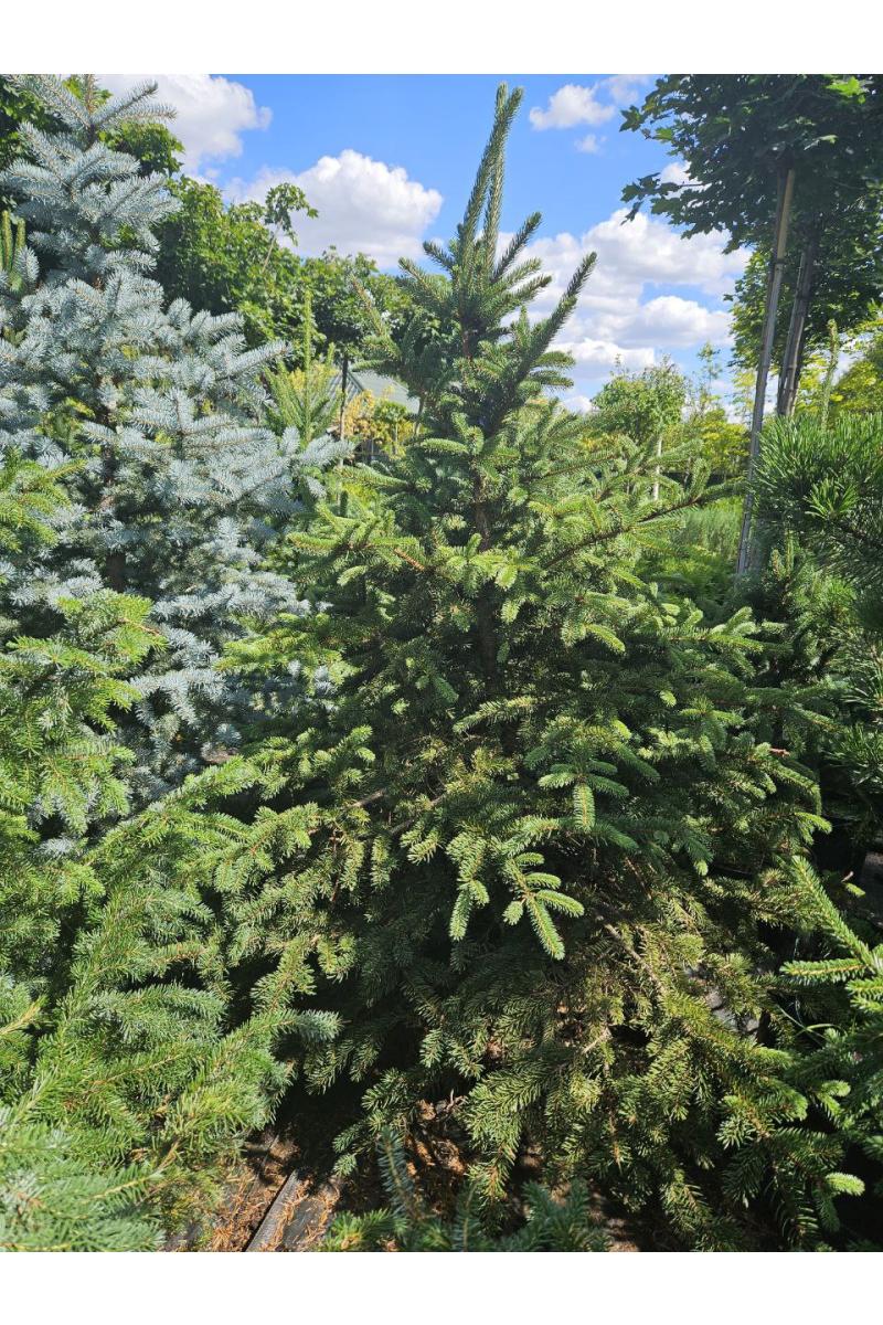 Ель колючая 