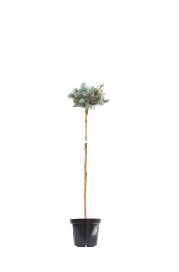 Ель колючая Глаука Глобоза на штамбе (Glauca globosa Pa)