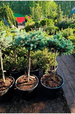 Ель колючая Глаука Глобоза на штамбе (Glauca globosa Pa)