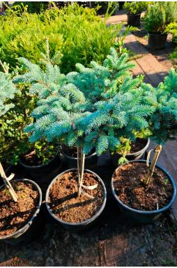 Ель колючая Глаука Глобоза на штамбе (Glauca globosa Pa)