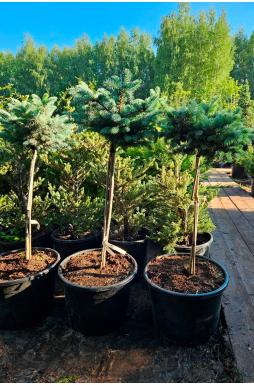 Ель колючая Глаука Глобоза на штамбе (Glauca globosa Pa)