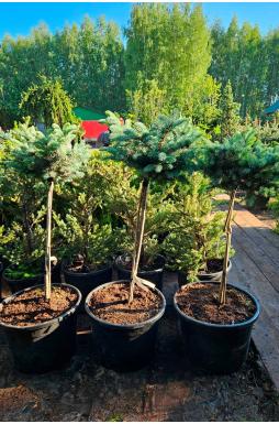 Ель колючая Глаука Глобоза на штамбе (Glauca globosa Pa)