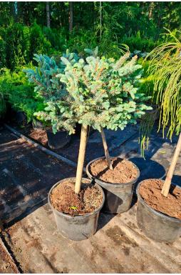 Ель колючая Глаука Глобоза на штамбе (Glauca globosa Pa)