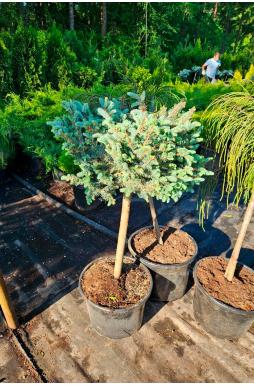 Ель колючая Глаука Глобоза на штамбе (Glauca globosa Pa)